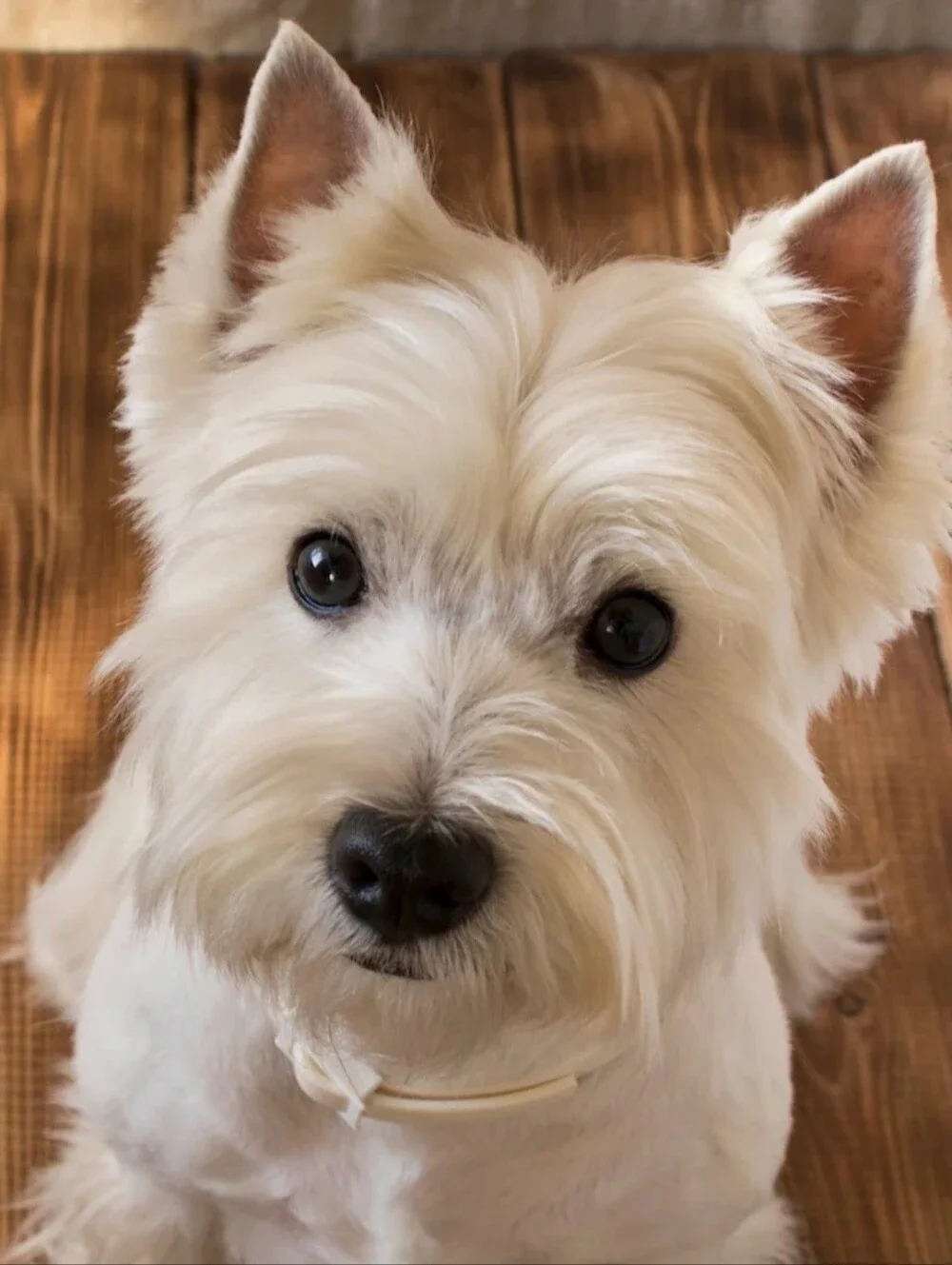White Westie West Highland Terrier 1
